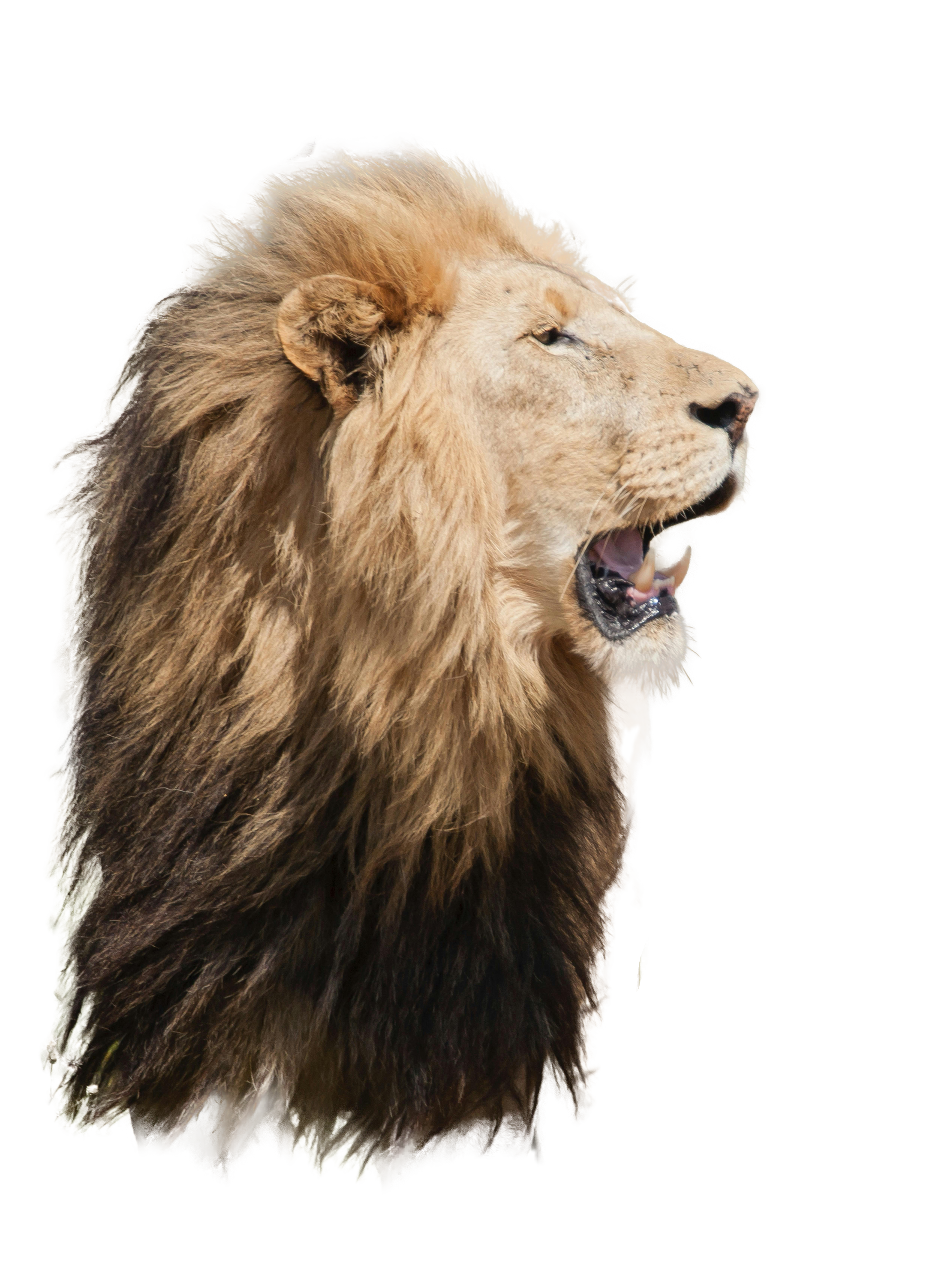 lion